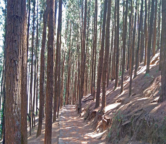Pine Forest